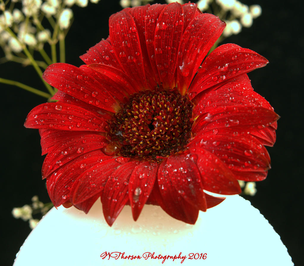 Red Gerbera and White Globe  #2 12-4-2016.jpg