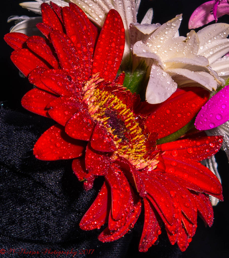 Red Gerbera Daisy #2 2-21-2017.jpg