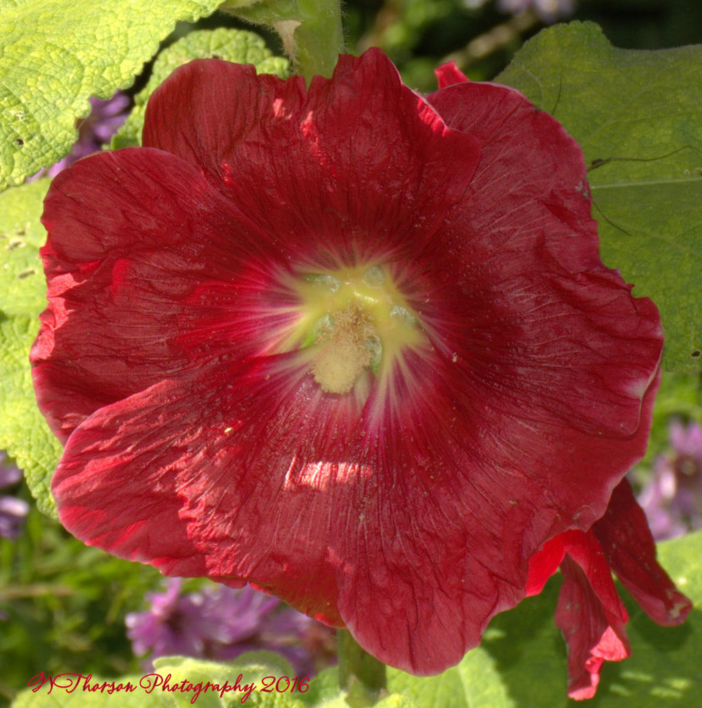 Red Hollyhock 10-7-2016.jpg