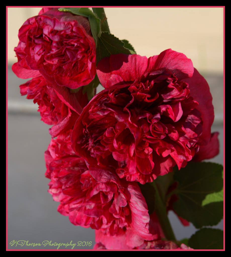 Red Hollyhocks 6-26-2016.jpg