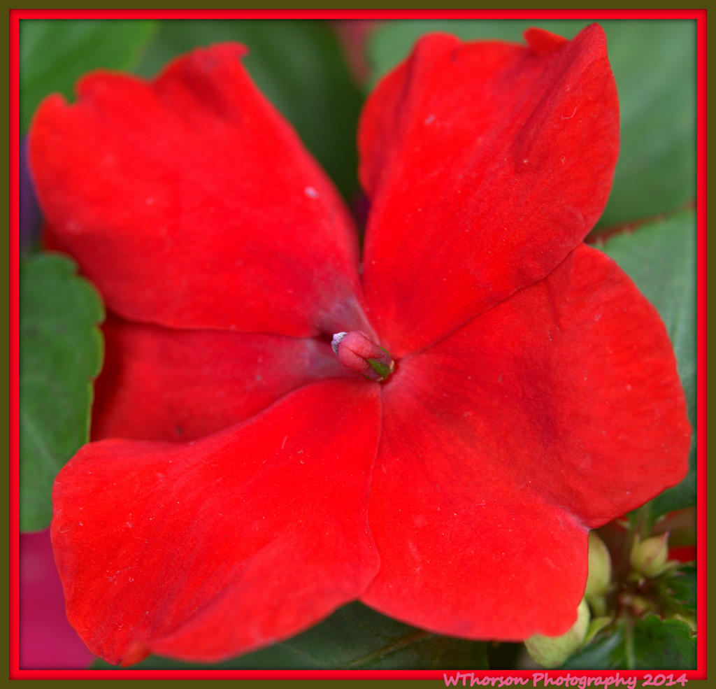 Red Impatience.jpg