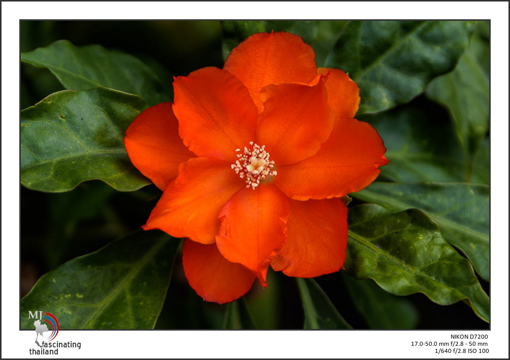 red-in-the-shadow-1.jpg