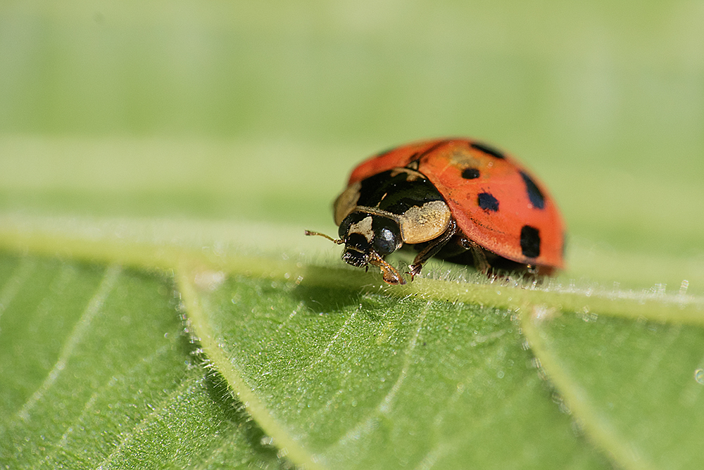 Red Ladybird.jpg