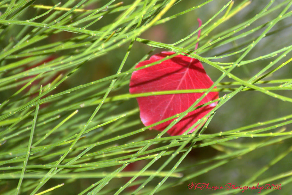 Red Leaf in Grass 10-24-2016.jpg