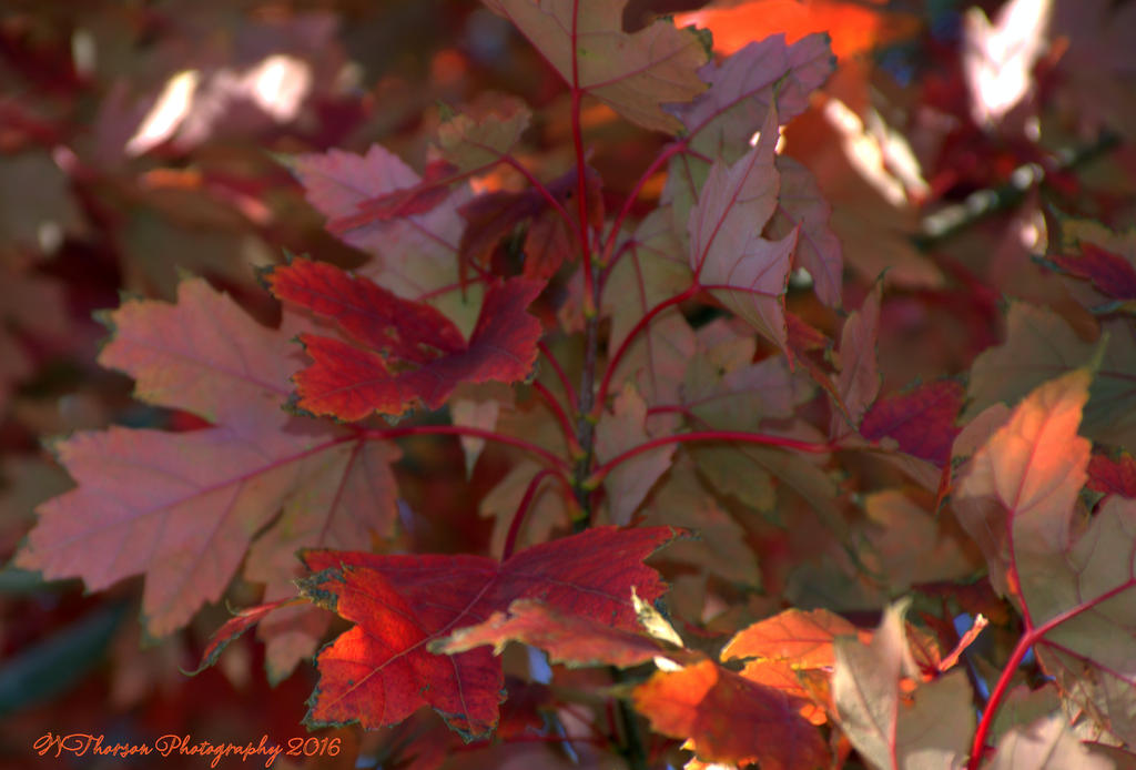 Red Leaves #1 10-8-2016.jpg
