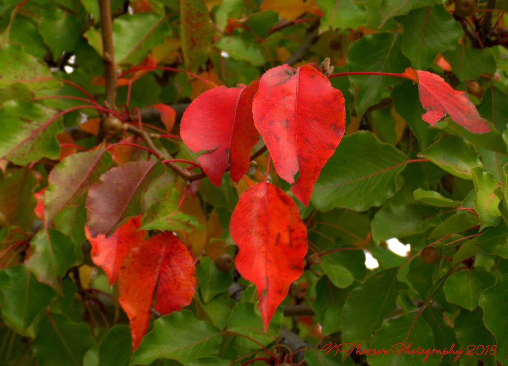 Red Leaves 10-18-2016.jpg