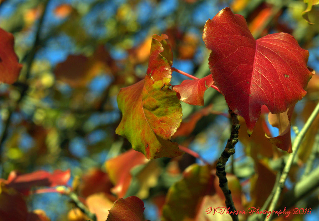 Red Leaves 11-25-2016.jpg