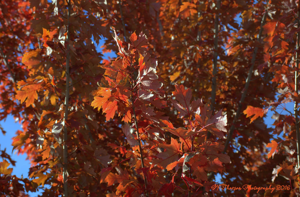Red Leaves #2 10-8-2016.jpg
