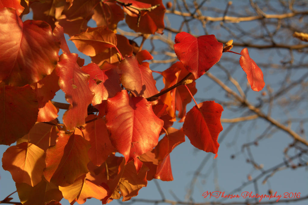 Red Leaves #2 11-25-2016.jpg