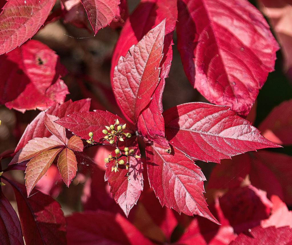 Red-Leaves-2.jpg