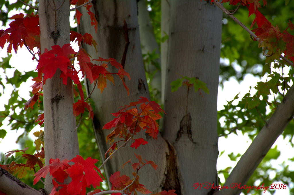 Red Leaves #3 9-24-2016.jpg