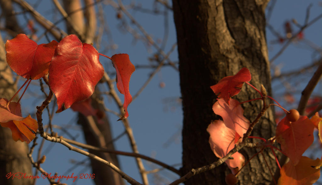 Red Leaves #4 11-25-2016.jpg