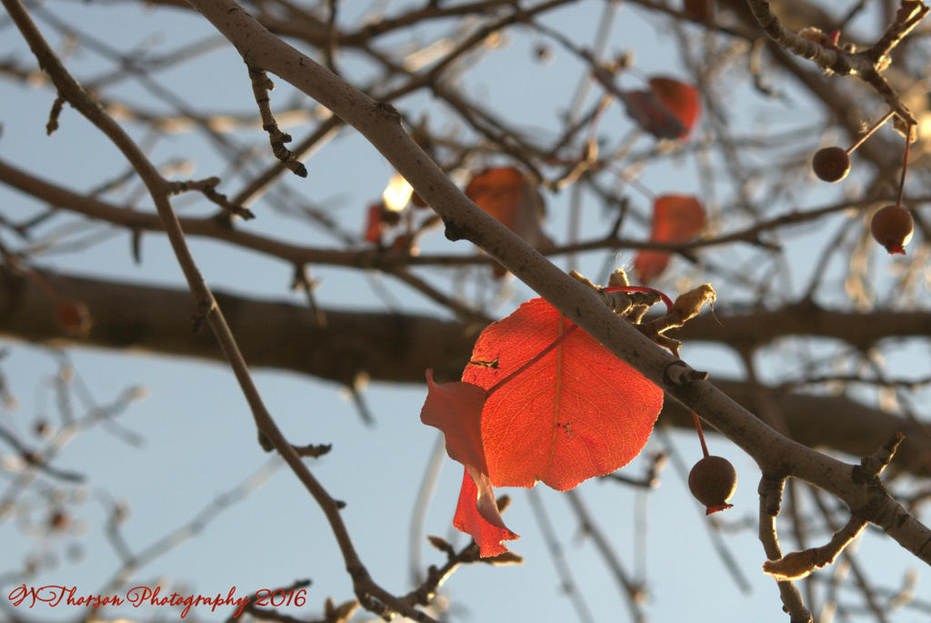 Red Leaves #5 11-25-2016.jpg