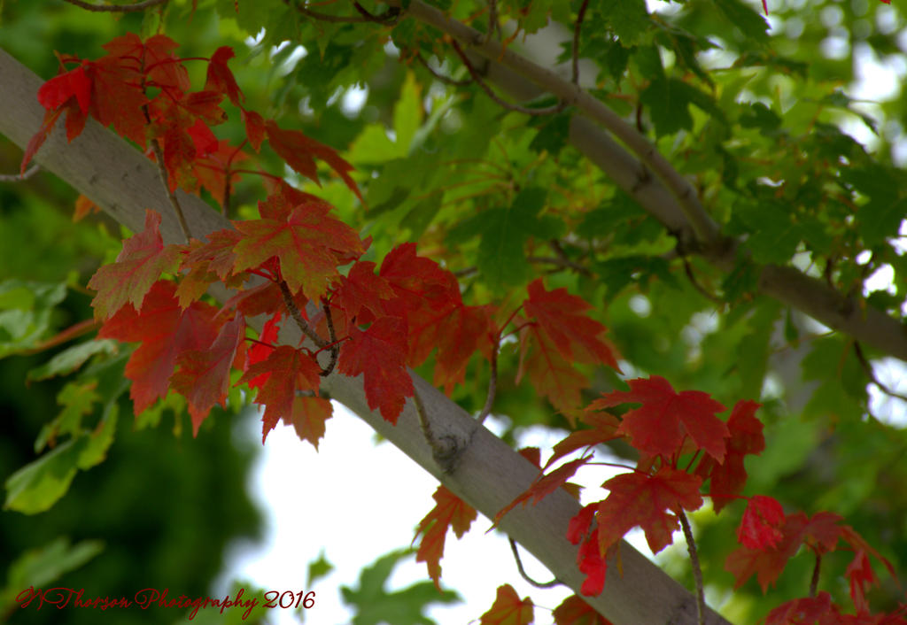 Red Leaves 9-24-2016.jpg