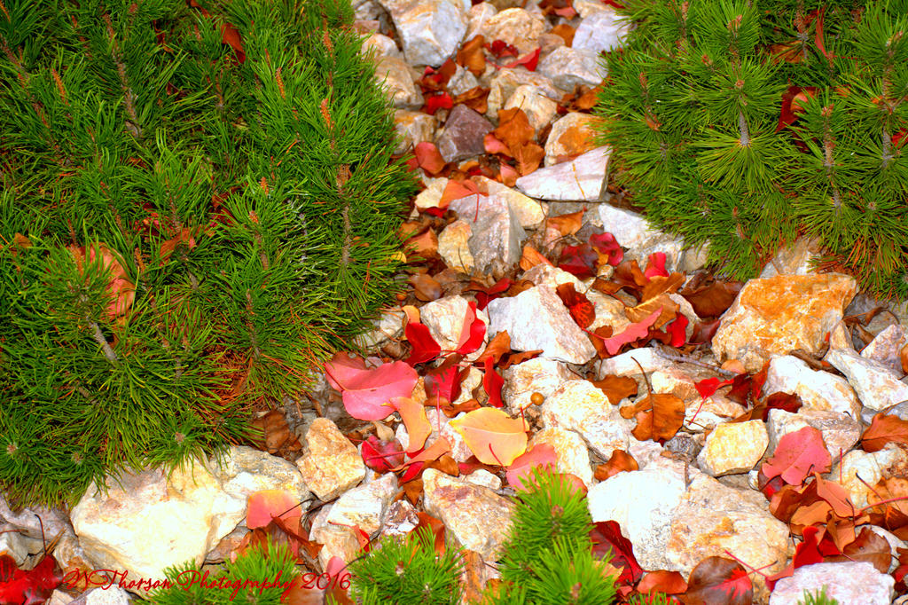 Red Leaves and Green Bushes 10-24-2016.jpg