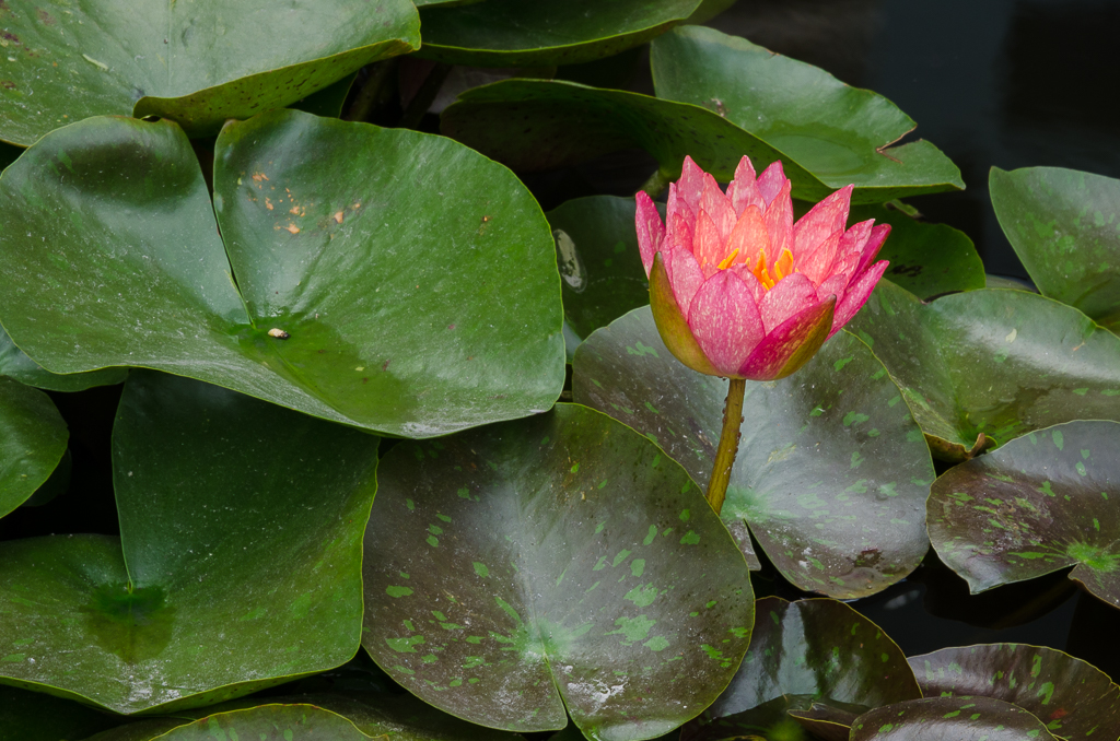 red=lotus-1.jpg