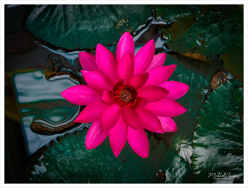 red-lotus-1.jpg