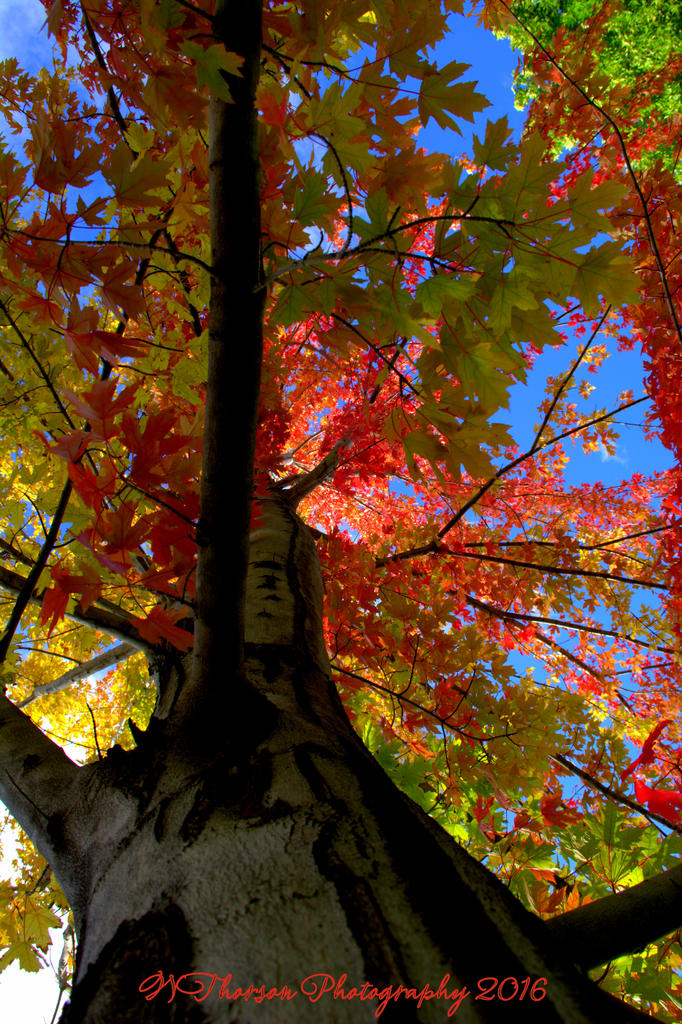 Red Maple Tree #2  9-21-2016.jpg