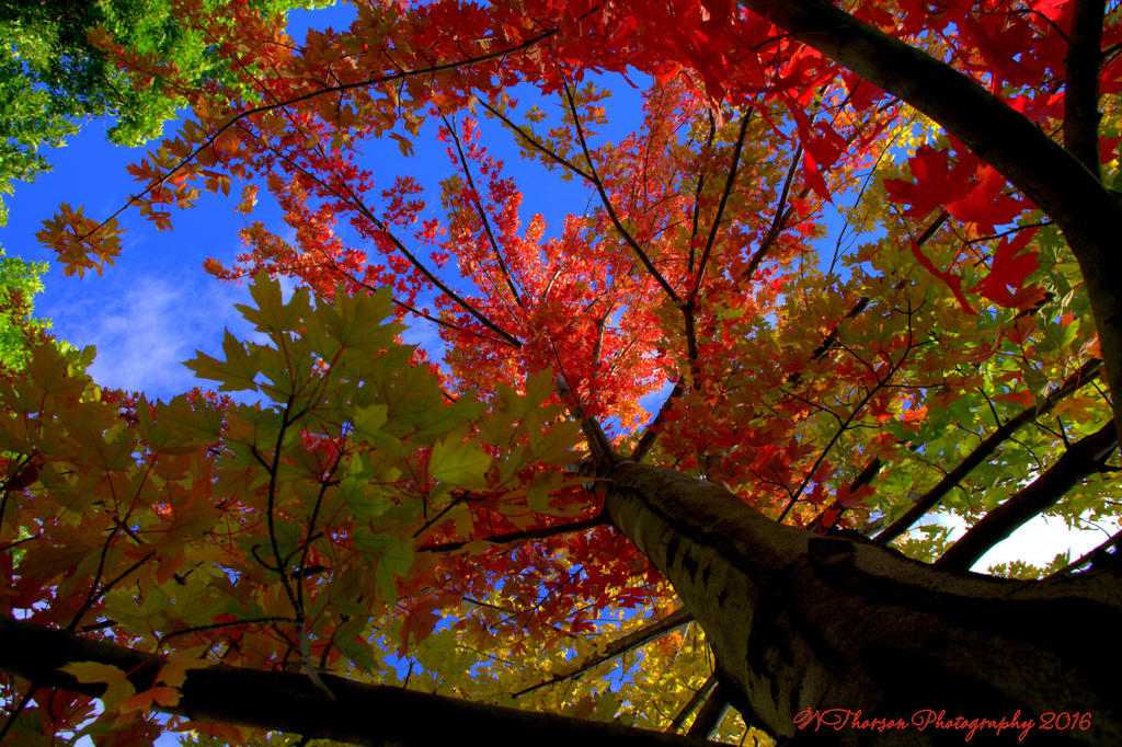 Red Maple Tree #3  9-21-2016.jpg