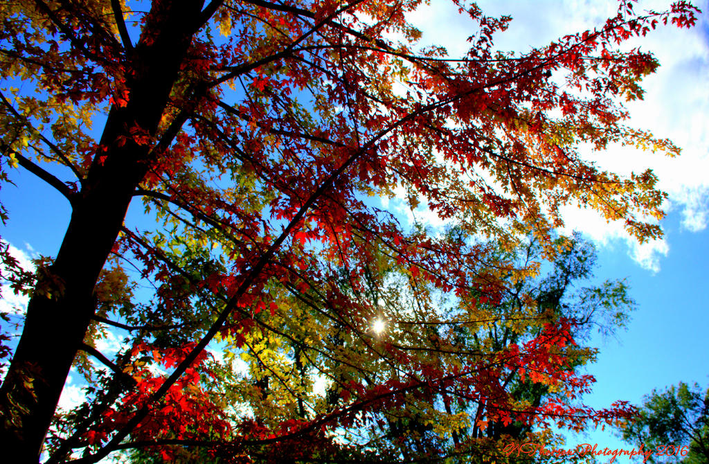 Red Maple Tree #4  9-21-2016.jpg