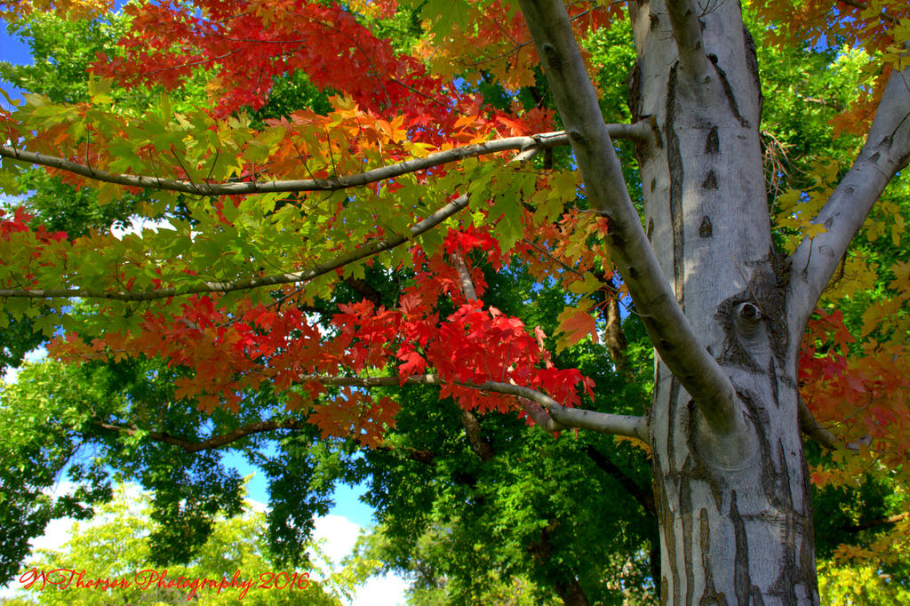 Red Maple Tree #5  9-21-2016.jpg