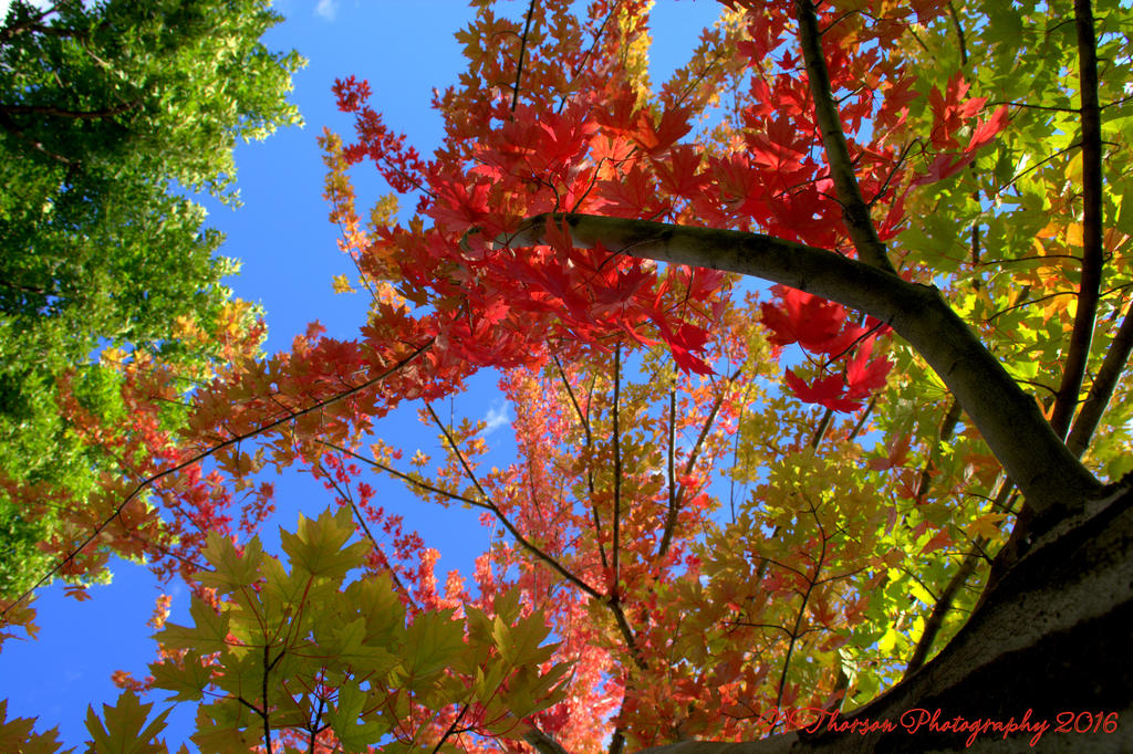 Red Maple Tree 9-21-2016.jpg