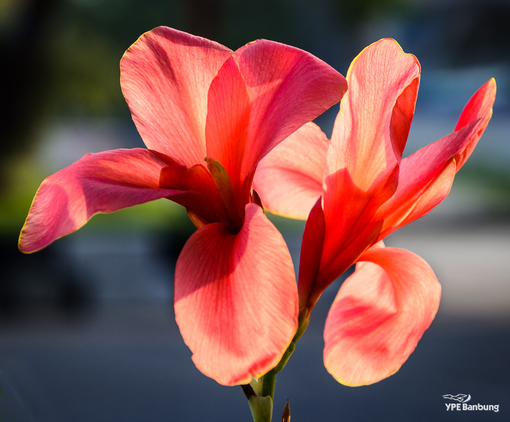 red-morning-flower-1.jpg