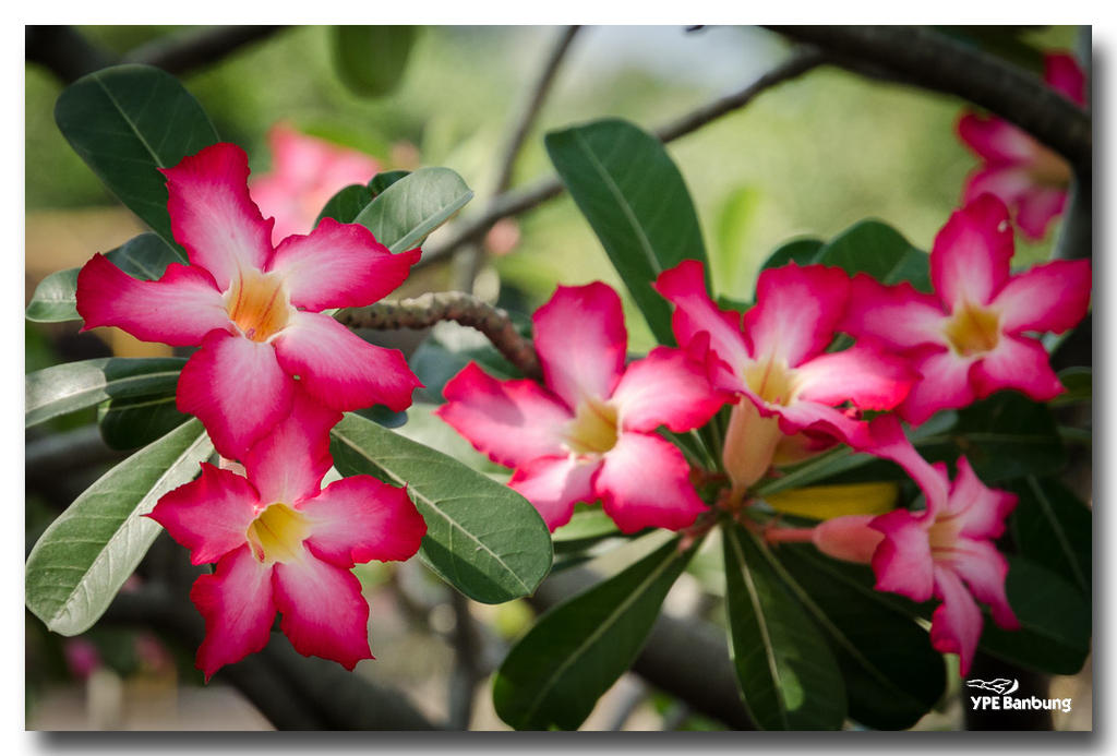 red-neighbor-flower-1.jpg