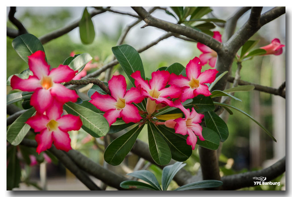 red-neighbor-flower-2.jpg
