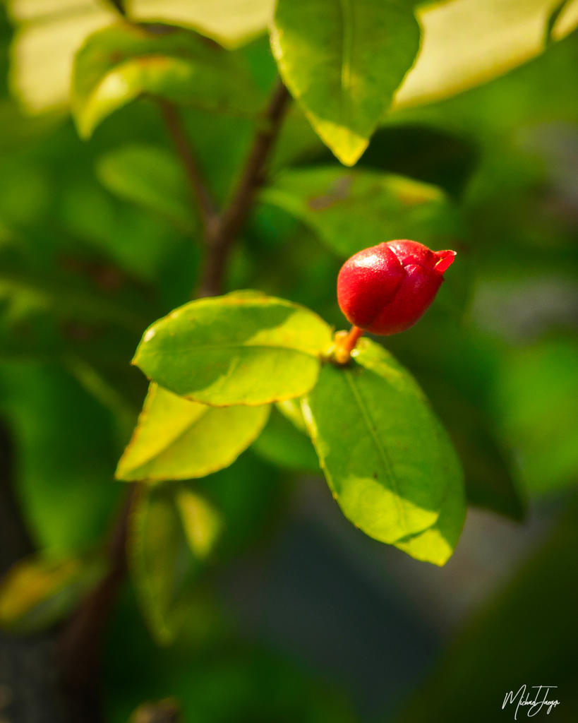 red-one-1-2.jpg