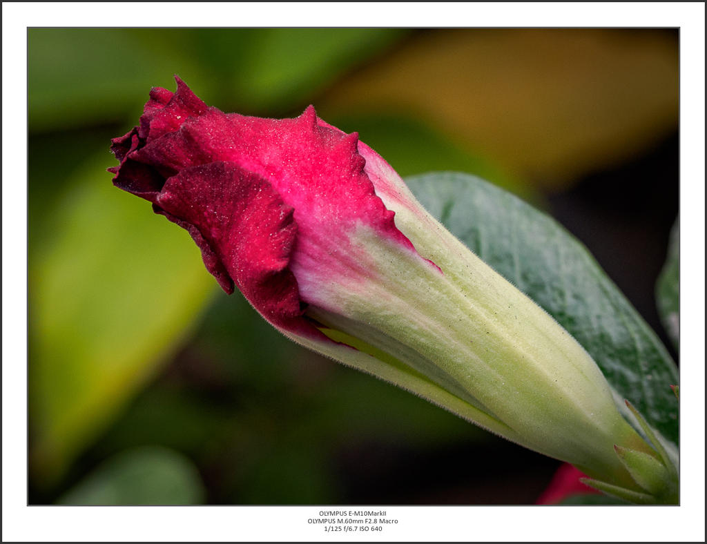 red one-1.jpg