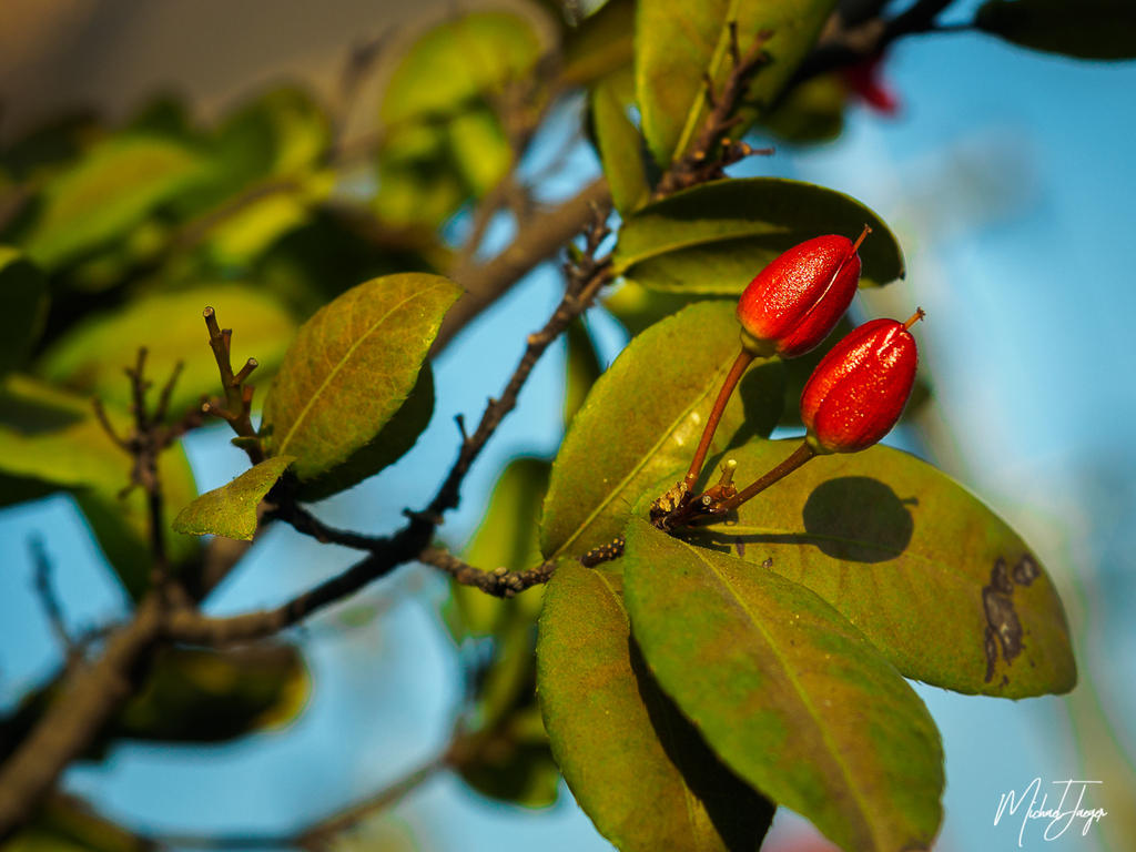 red-one-1.jpg