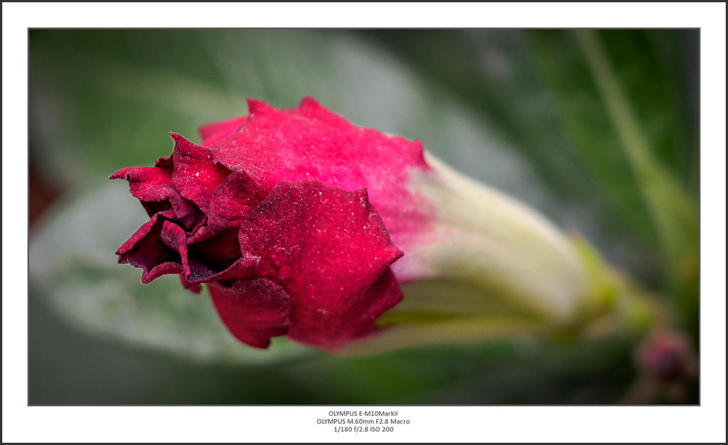 red one-2.jpg