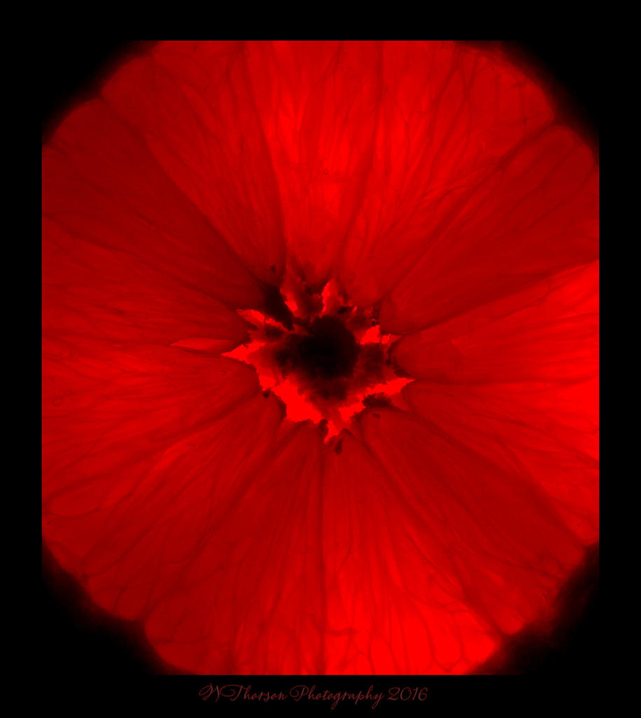 Red Orange Close Up 4-7-2016.jpg