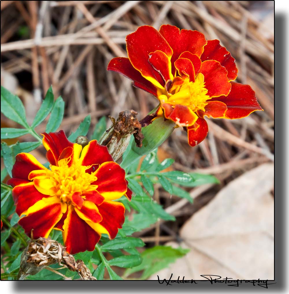Red Orange Flower 1.jpg