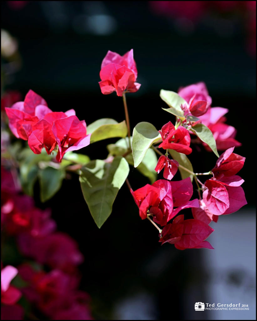 Red Petals 1.jpg