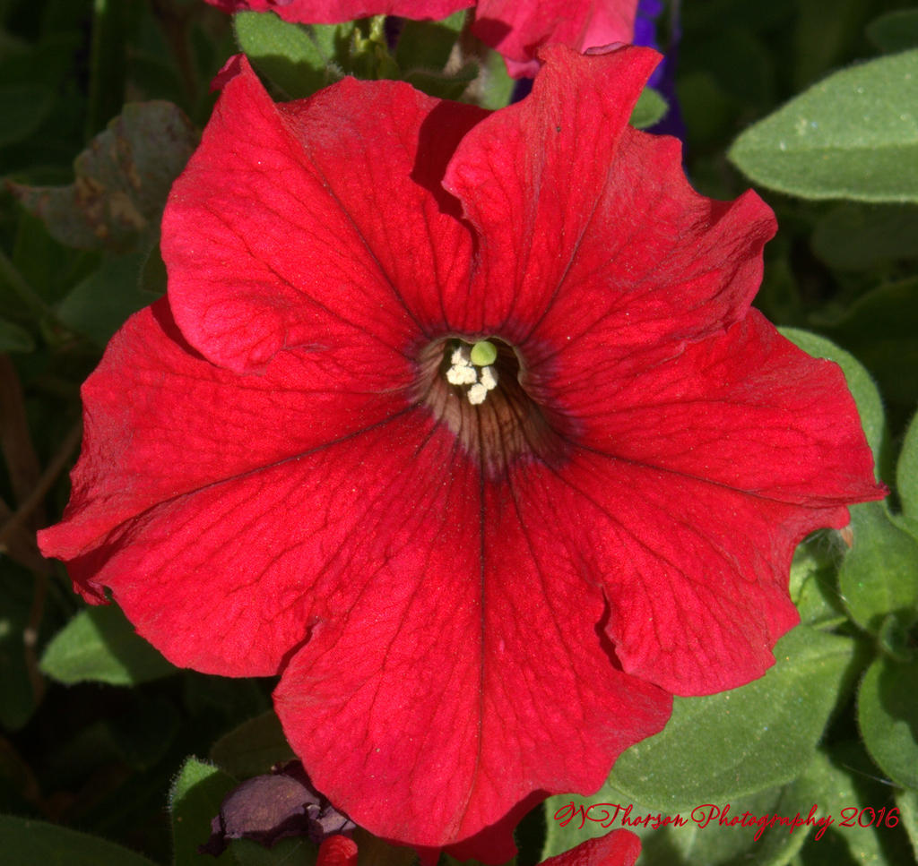Red Petunias 10-15-2016.jpg