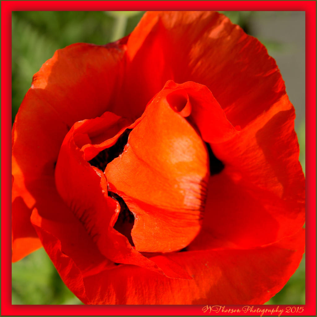 Red Poppy.jpg