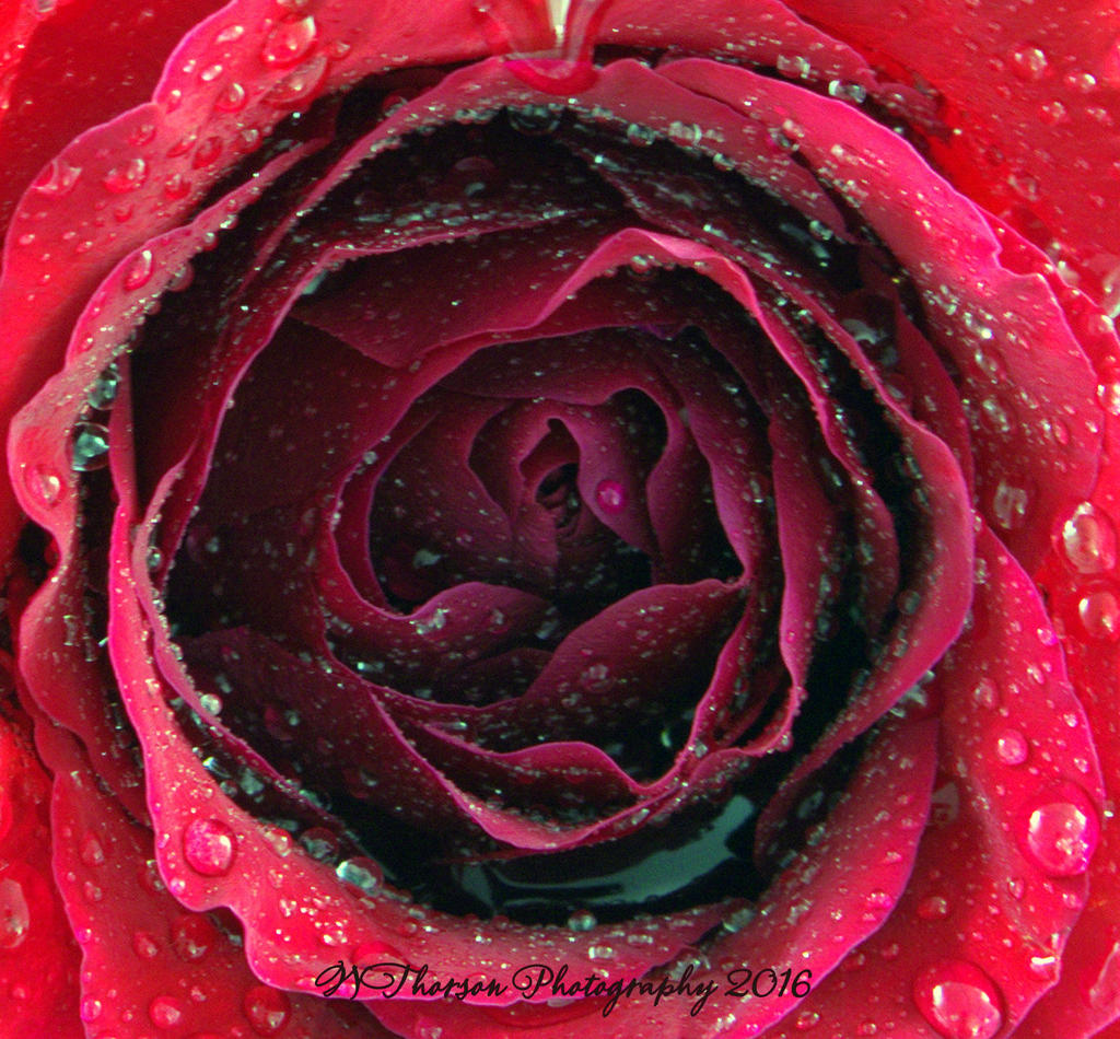 Red Rose #1 11-18-2016.jpg