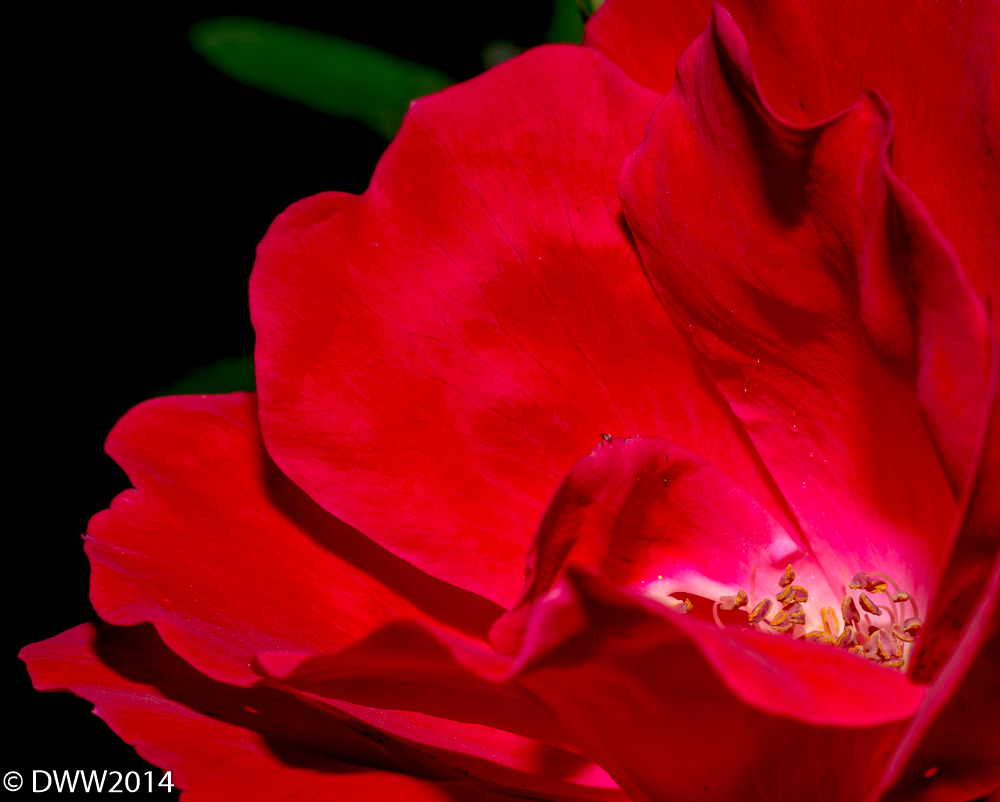 Red Rose (1 of 1).jpg