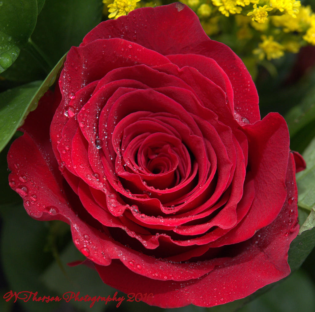 Red Rose 12-17-2016.jpg