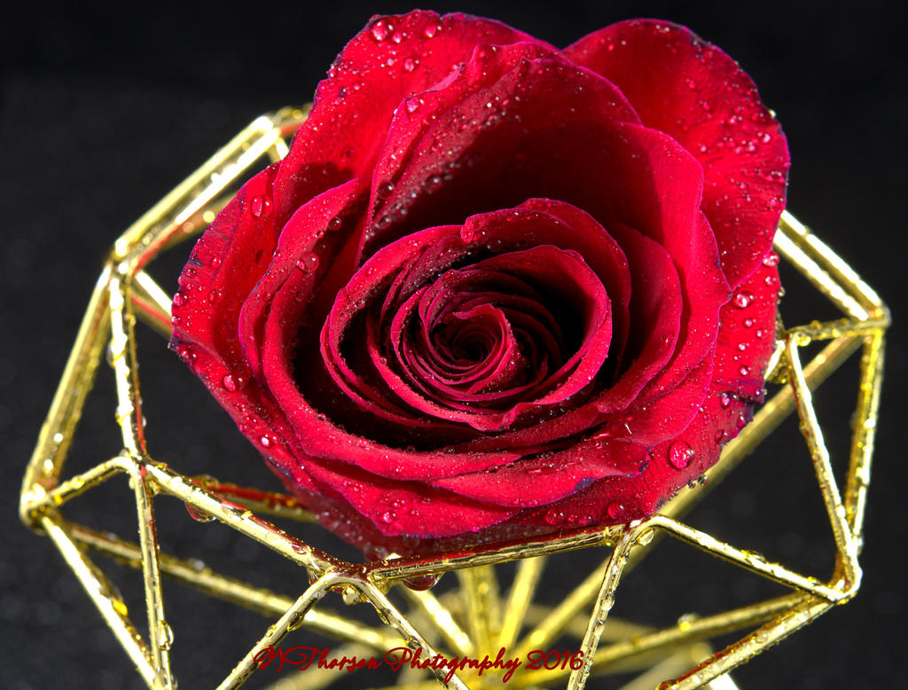 Red Rose 12-23-2016.jpg