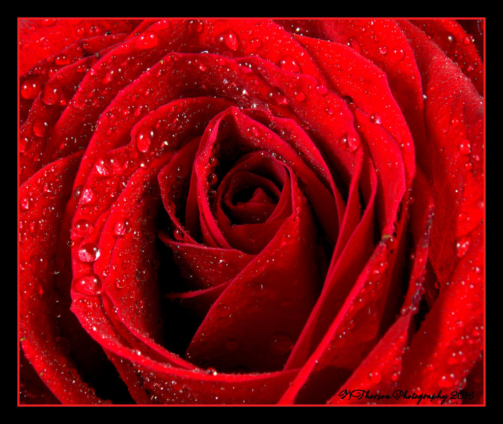 Red Rose #2 5-10-2016.jpg