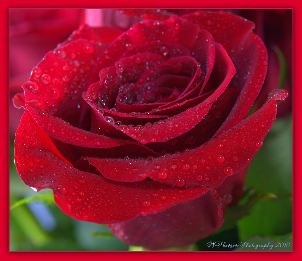 Red Rose #2 5-8-2016.jpg