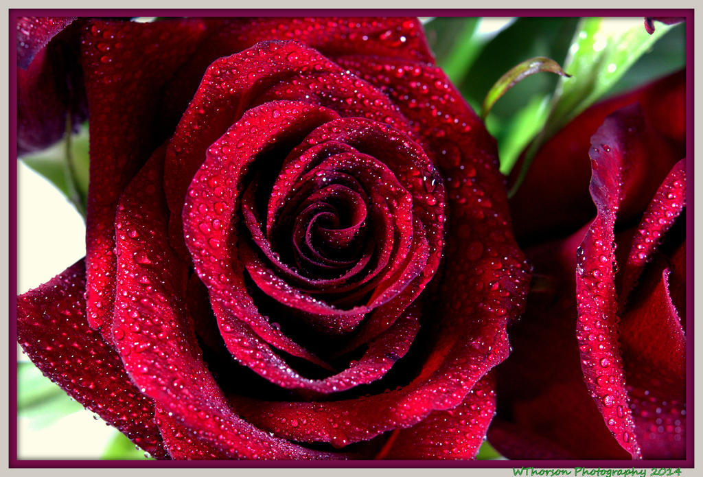 Red Rose 2.jpg
