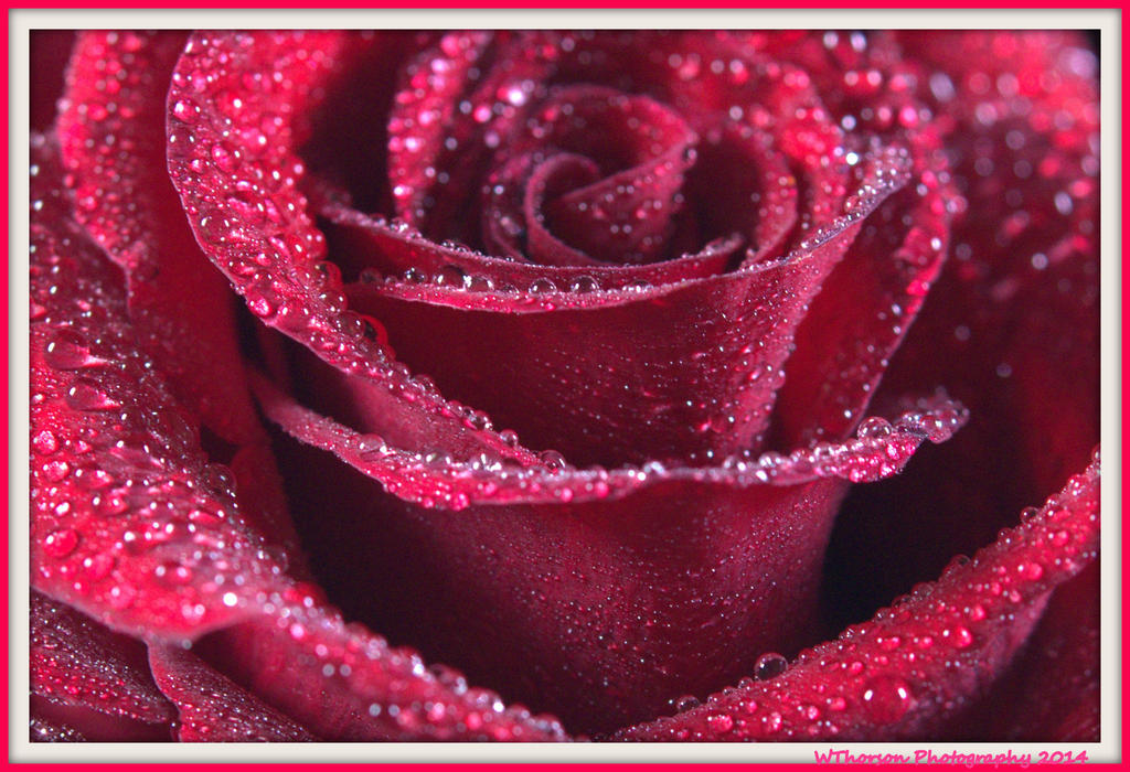 Red Rose 3.jpg