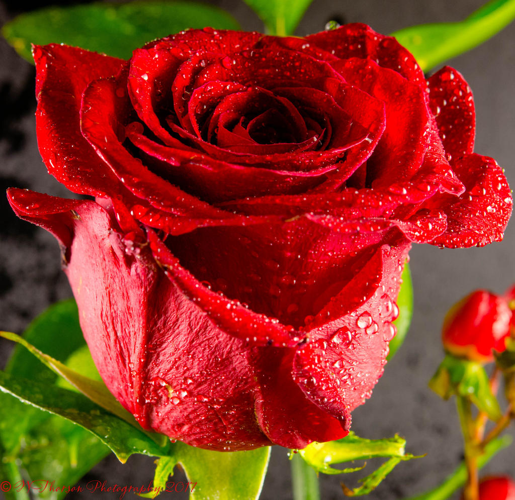 Red Rose 4-20-2017.jpg