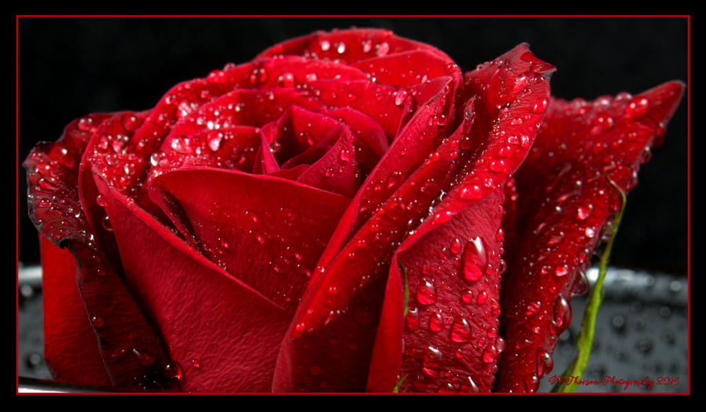 Red Rose 5-10-2016.jpg