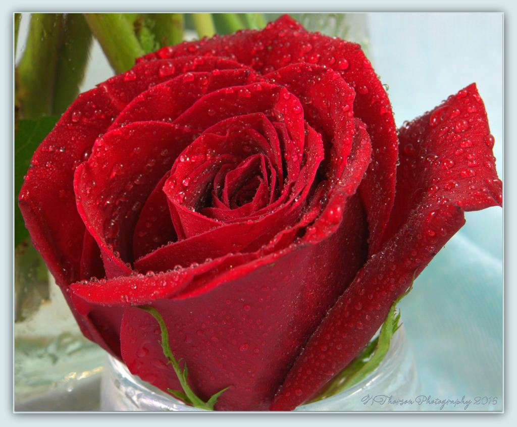 Red Rose 5-8-2016.jpg