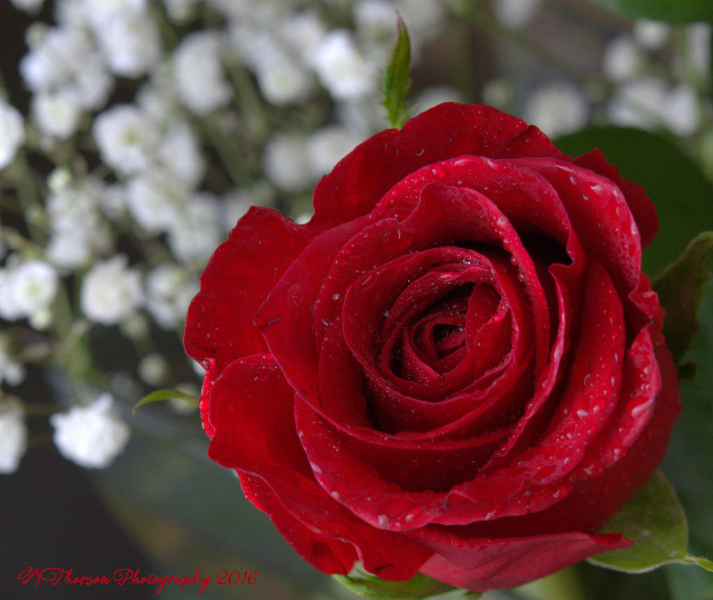 Red Rose 8-18-2016.jpg